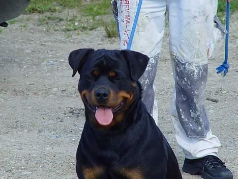 Rottweiler phebe billede 3