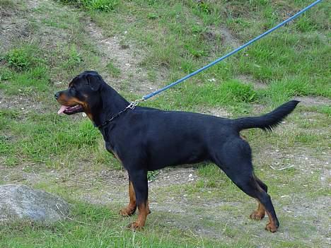 Rottweiler phebe billede 4
