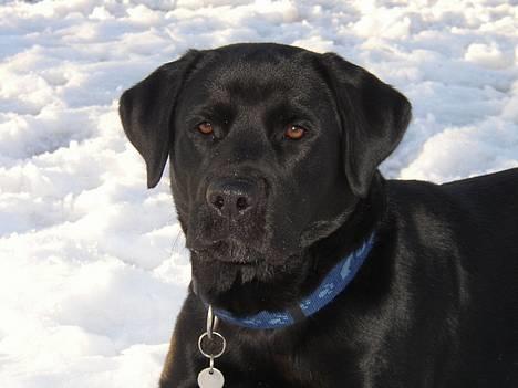 Labrador retriever Tanja - Nysgerrig - eller hva´?? billede 1