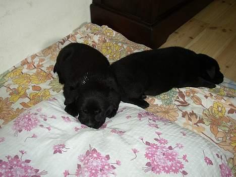 Labrador retriever Tanja - Tanja 5 uger. Sammen med een af hendes 7 søskende billede 8