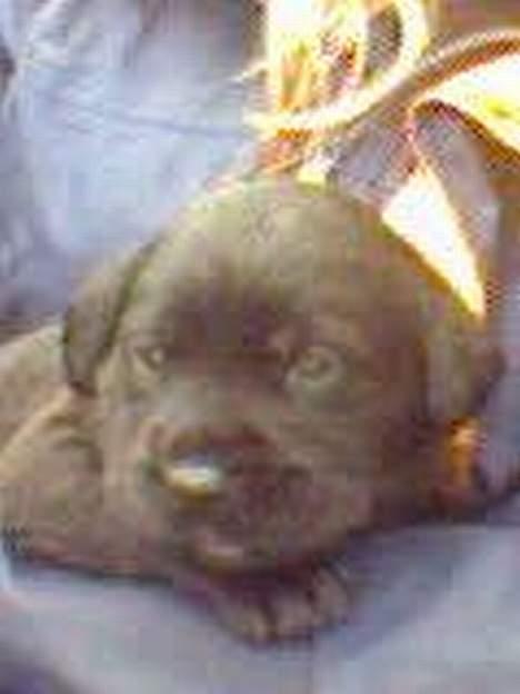 Labrador retriever Tanja - Tanja 3 uger. Så hende første gang. Lidt dårligt billede - taget med en mobil. billede 9