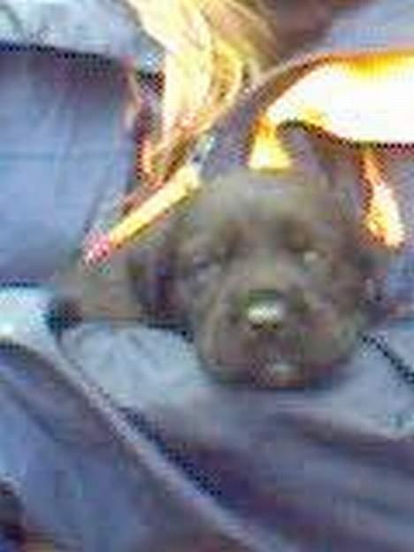 Labrador retriever Tanja - Tanja - 3 uger. Lidt dårligt billede - taget med en mobil. billede 10
