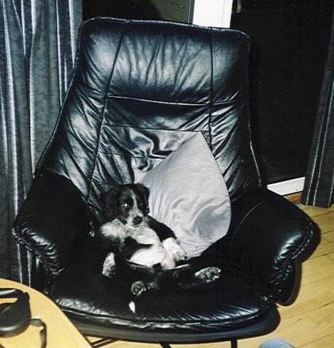 Blanding af racer Bailey Von Mokka (død) billede 2