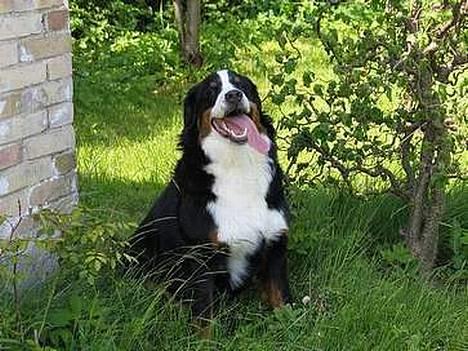 Berner sennenhund Riddersholm´s Eiki - Musik: Min tunge kan slå knuder, knuder, knuder for den er meget dygtig la la la la la la.. billede 1