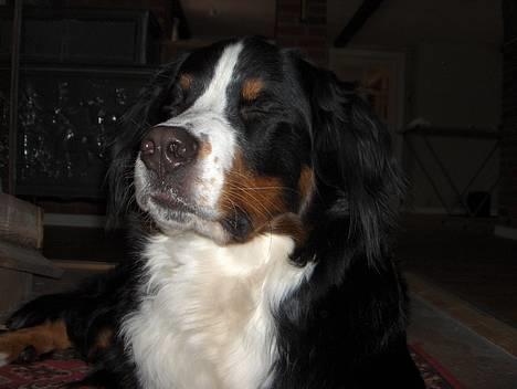 Berner sennenhund Riddersholm´s Eiki - Gemmeleg: 1-2-3-4-7......9......hvem har også sagt at hunde skal kunne tælle. billede 2