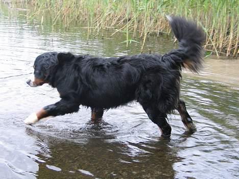 Berner sennenhund Riddersholm´s Eiki - Så meget vand skal man kun være i kontakt med 3 gange om året når man skal i bad....Puha. billede 3