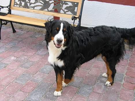 Berner sennenhund Riddersholm´s Eiki - Har lige lært at neje.....start parat og så neje vi..... billede 4