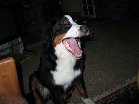 Berner sennenhund Riddersholm´s Eiki - Sikke dog jeg gaber.... billede 5