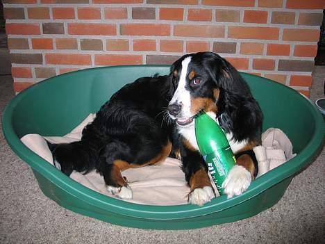 Berner sennenhund Riddersholm´s Eiki - Hh, hvad kigger du på? Du kan godt tro om, det er er MIN flaske!!!! billede 6