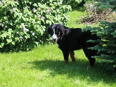 Berner sennenhund Riddersholm´s Eiki - !!!! Lige et øjeblik, jeg så noget.....noget man kan lege med. billede 8