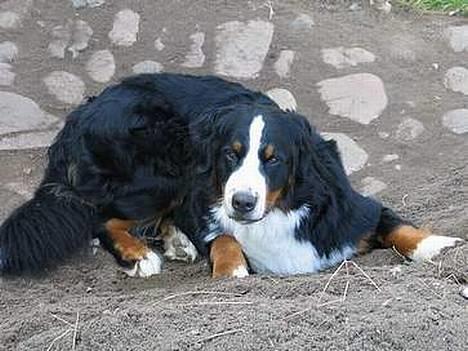 Berner sennenhund Riddersholm´s Eiki - her hun så.. billede 9