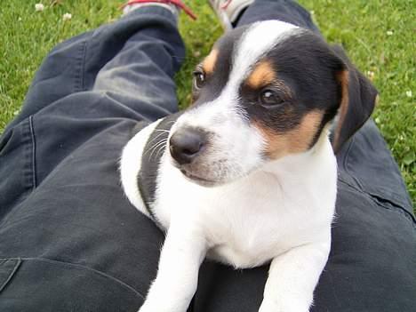 Jack russell terrier SPOT billede 2