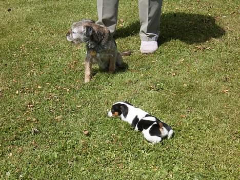 Jack russell terrier SPOT billede 3