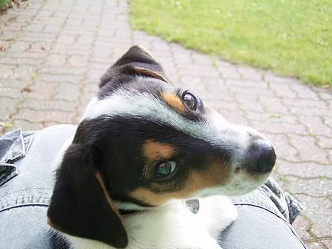 Jack russell terrier SPOT billede 4