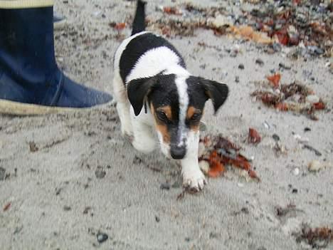 Jack russell terrier SPOT - Første gang på stranden billede 6