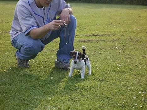Jack russell terrier SPOT - Arhhhhh det der med snor er nok ikke lige mig.... billede 7