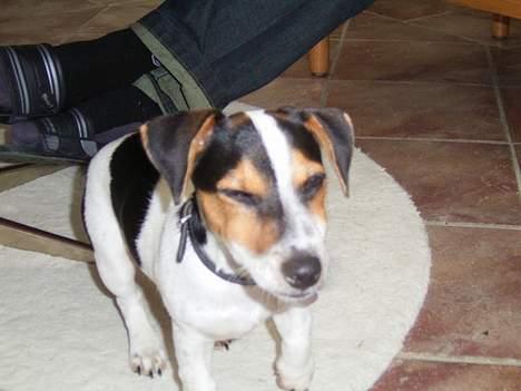 Jack russell terrier SPOT billede 8