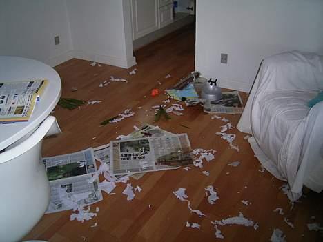 Jack russell terrier SPOT - Ja sådan går det når man keder sig :-) billede 9