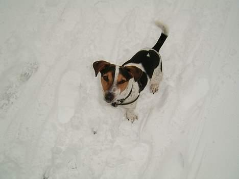 Jack russell terrier SPOT billede 10