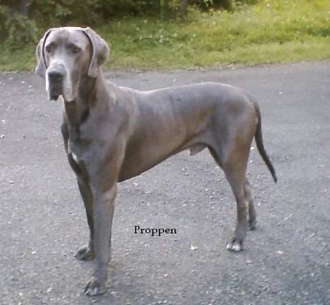 Grand danois Proppen billede 1