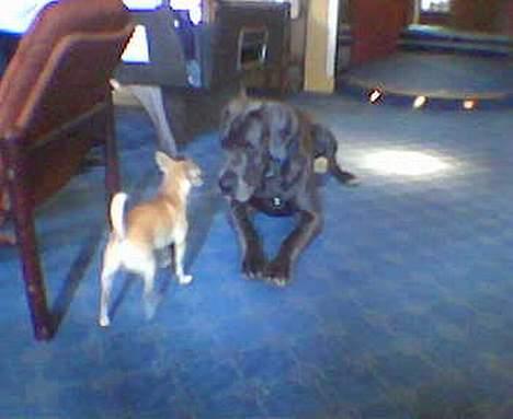 Grand danois Proppen billede 2