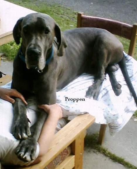 Grand danois Proppen billede 3