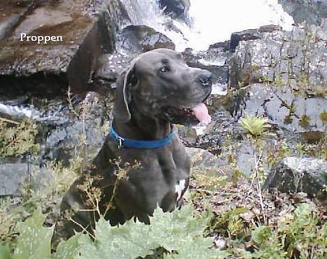 Grand danois Proppen billede 4