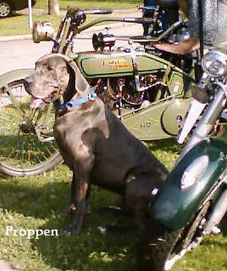 Grand danois Proppen billede 5