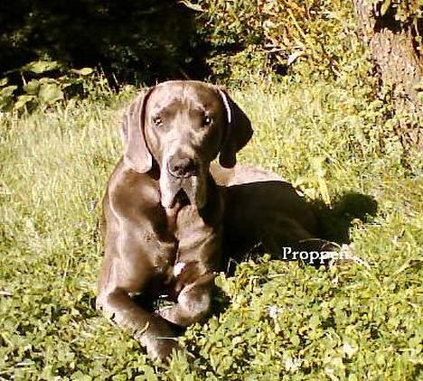 Grand danois Proppen billede 6