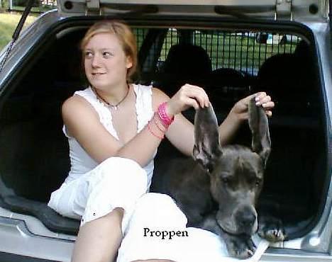 Grand danois Proppen billede 7