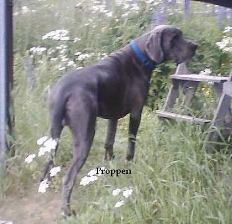 Grand danois Proppen billede 8