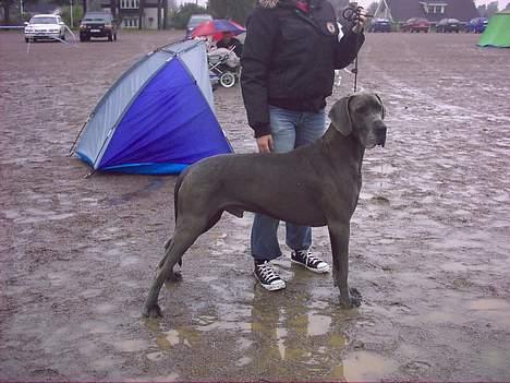 Grand danois Proppen billede 9