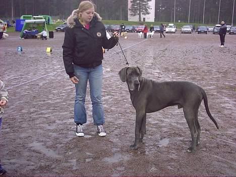 Grand danois Proppen billede 10