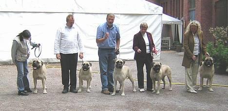 Bullmastiff Håkon, Downland`s Hot An` - BIS Avlsklasse Sofiero 2005 billede 1