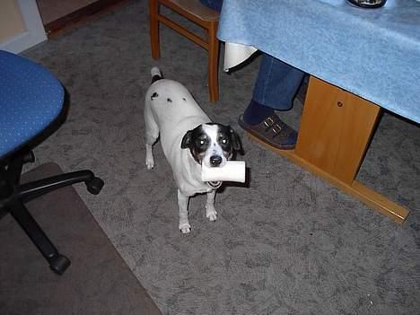 Dansk svensk gaardhund Nuser Død :-( - Ha så fik jeg den!! billede 1