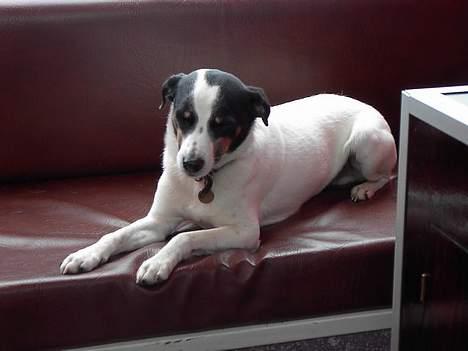 Dansk svensk gaardhund Nuser Død :-( - Slapper lige lidt af, det er hårdt at sejle. billede 2