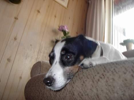 Dansk svensk gaardhund Nuser Død :-( billede 3