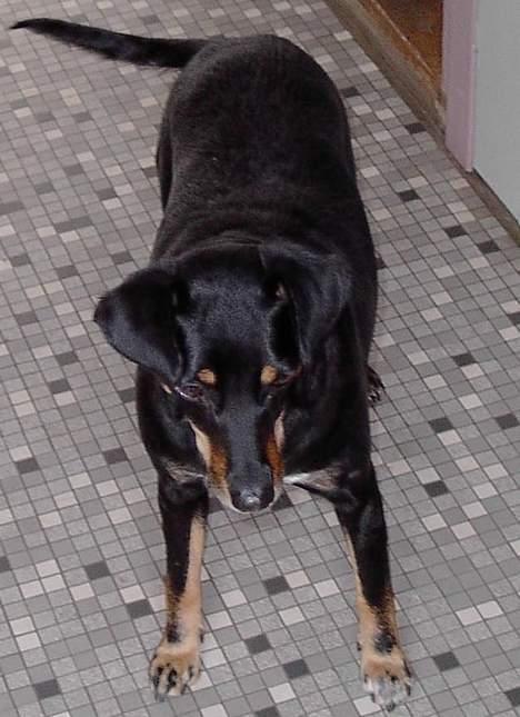 Dansk svensk gaardhund Futte R.I.P billede 1