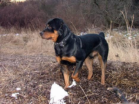Rottweiler Budda billede 8
