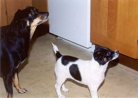 Dansk svensk gaardhund Futte R.I.P - Futte og hendes hvalp, som hun fik med Nuser. billede 2