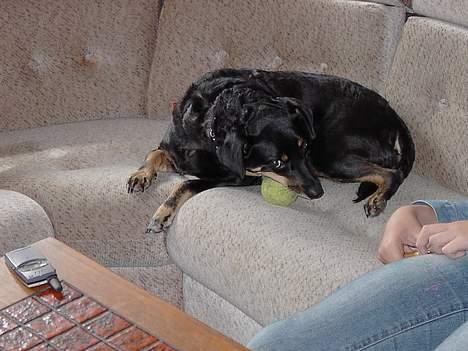 Dansk svensk gaardhund Futte R.I.P billede 4