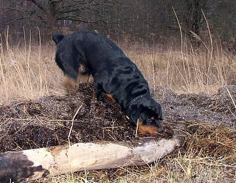 Rottweiler Budda billede 10