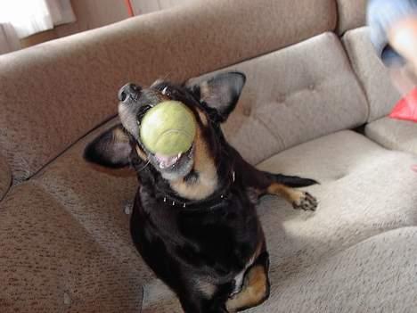 Dansk svensk gaardhund Futte R.I.P billede 5