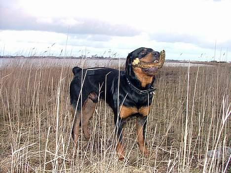 Rottweiler Budda billede 6