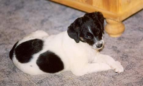 Dansk svensk gaardhund Futte R.I.P - Futte og Nusers hvalp, vi kaldte hende Pølse. billede 6