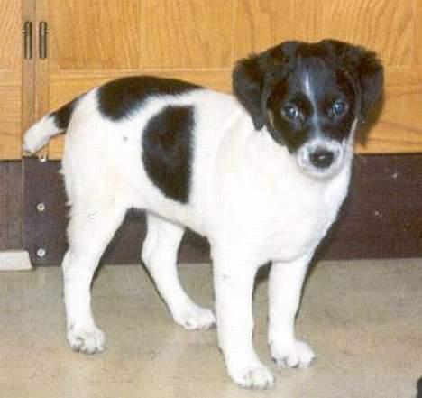 Dansk svensk gaardhund Futte R.I.P - Futte og Nusers hvalp, vi kaldte hende Pølse. igen billede 7