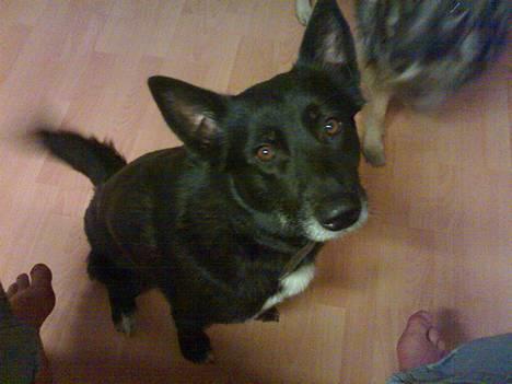 Blanding af racer PepSi - Her er PePsi sammen med min Far´s hund.... De er søde sammen... :D billede 2