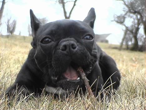 Fransk bulldog Donna - Mig og en pind :-))) billede 2