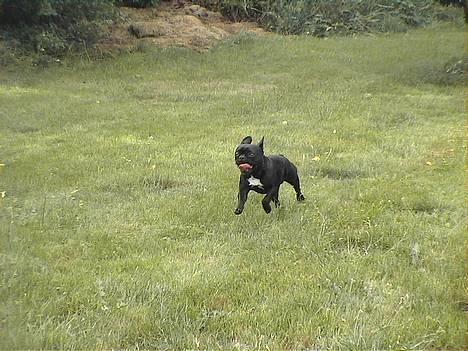 Fransk bulldog Donna - Hop hop hop...og løbe..ha ha lidt Dådyrløb er sjovt  30juli 06 billede 3