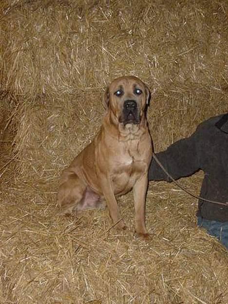 Cane corso Hunter Ro-Ka-Te (joy) billede 1